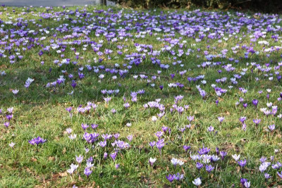 Crocuswiese 008.JPG