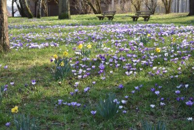 Crocuswiese 014.JPG