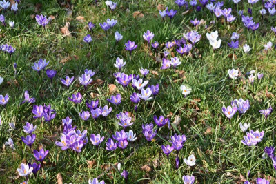 Crocuswiese 006.JPG
