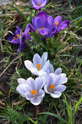 Crocuswiese 016.JPG