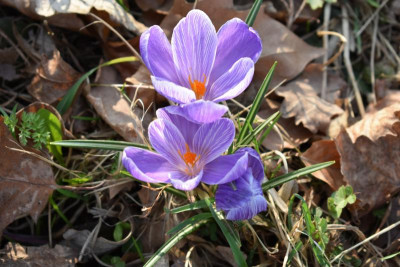 Crocuswiese 003.JPG