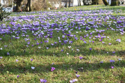 Crocuswiese 012.JPG