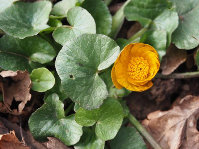 Ranunculus ficaria 'Orangette' P3200178.JPG