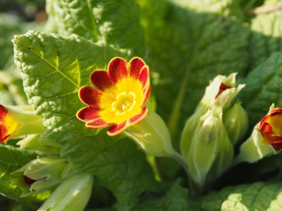 Primula veris subsp. rubra Laced P3200216.JPG