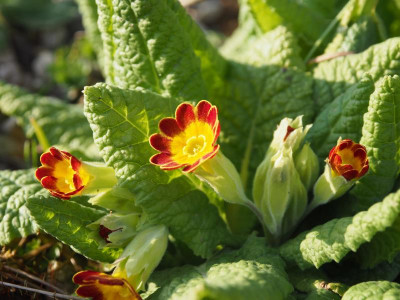 Primula veris subsp. rubra Laced P3200217.JPG