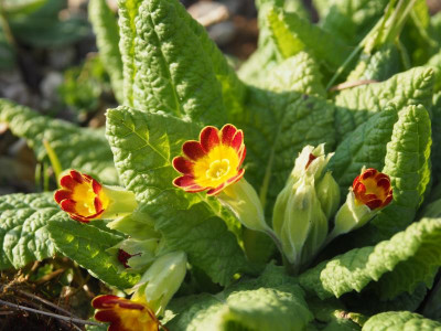 Primula veris subsp. rubra Laced P3200218.JPG