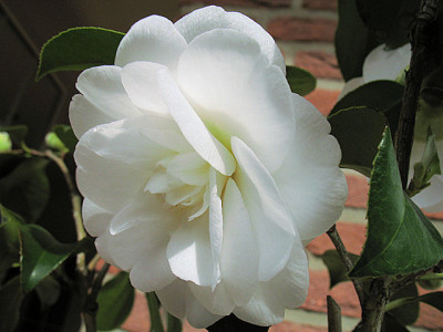 IMG_7887_Edelweiss.JPG