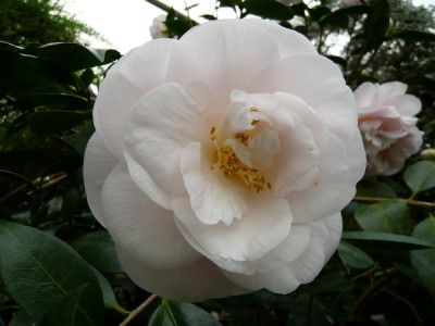Mrs._D._W._Davies_Spezial.JPG