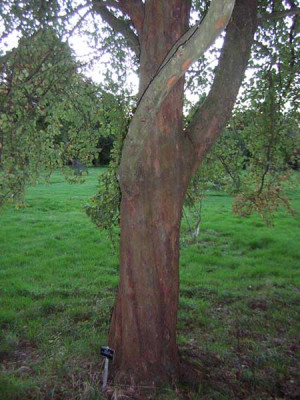 77Malus_florentina_B.jpg