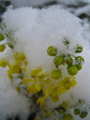 schneemahonie_9638.jpg
