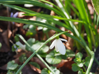 Galanthus nivalis 'Francesca De Grammont' P3190150.JPG