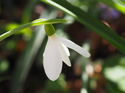 Galanthus nivalis 'Francesca De Grammont' P3190155.JPG