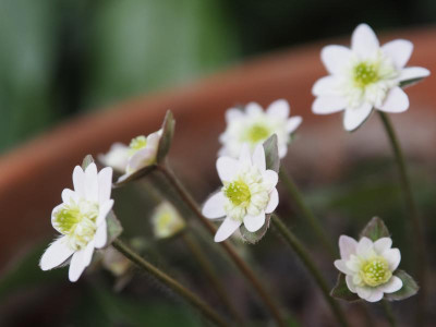 Hepatica Japonica Double weiß P3200164.JPG