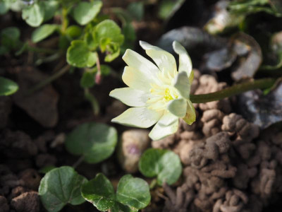 Ranunculus ficaria 'Hyde Hall' P3200169.JPG