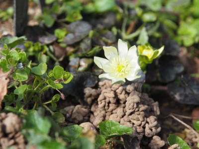 Ranunculus ficaria 'Hyde Hall' P3200170.JPG