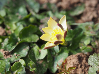 Ranunculus ficaria ‘Blueberries and Cream’ P3200174.JPG