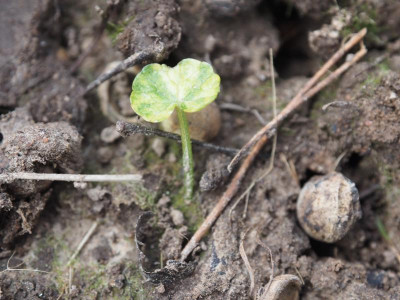 Ranunculus ficaria  ‘Martin Gibb’ P3200176.JPG