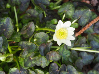 Ranunculus ficaria Hussy P3200177.JPG