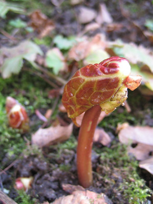 Podophyllum_hexandrum_9607.jpg