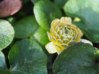Ranunculus ficaria Kap Horn P3200181.JPG