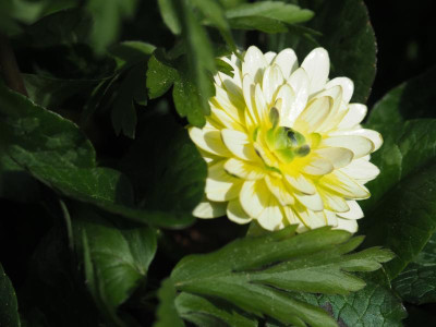 Ranunculus ficaria 'Alba Plena' P3200189.JPG