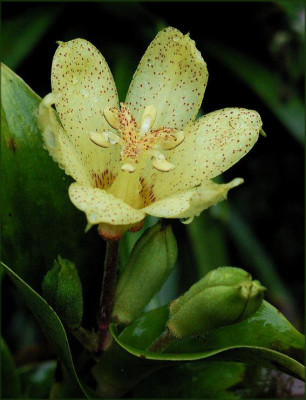 T.oshumiensis.JPG
