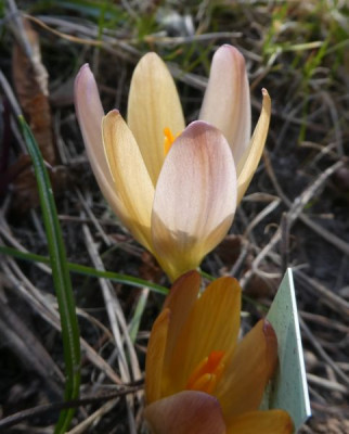 Crocus 'Lucifer' 220321 k.jpg