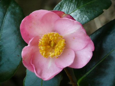 P1000091_Kopie.jpg