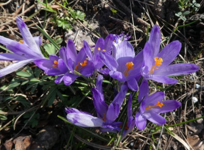 Crocus heuffelianus 'Oradea' 220321 k.jpg