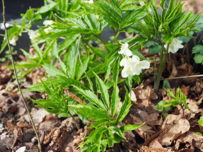 Cardamine kitaibelii P3200184.JPG