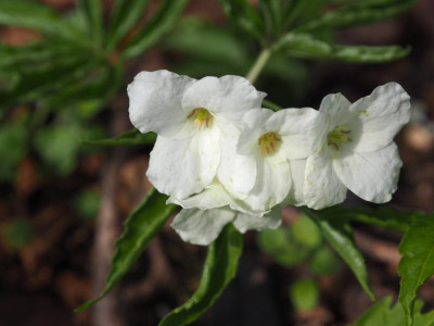 Cardamine kitaibelii P3200185.JPG