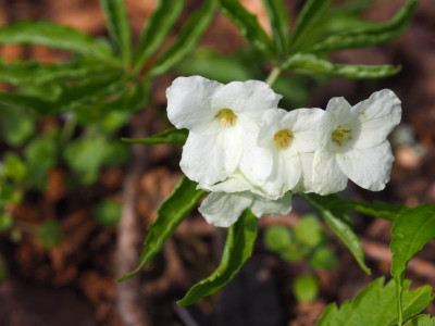 Cardamine kitaibelii P3200186.JPG
