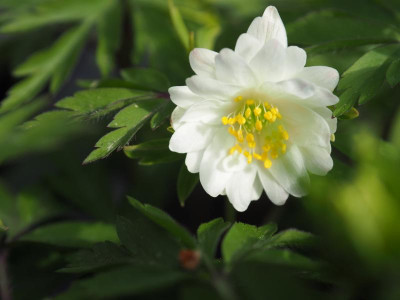 Anemone nemorosa 'Pleugers Plena' P3200192.JPG
