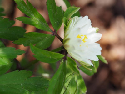 Anemone nemorosa 'Pleugers Plena' P3200194.JPG