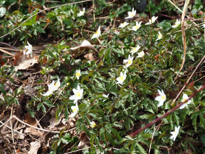 Anemone nemorosa dunkles Laub P3200209.JPG