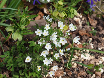Isopyrum thalictroides P3200206.JPG