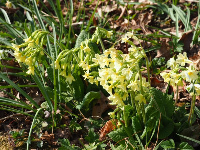 Primula elatior P3200213.JPG
