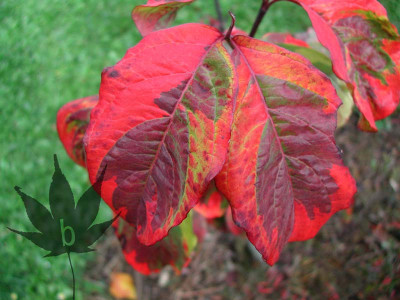 cornus_florida_rainbow_02.jpg