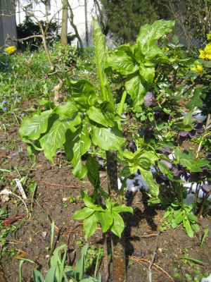 Dracunculus_vulgaris_9663.jpg