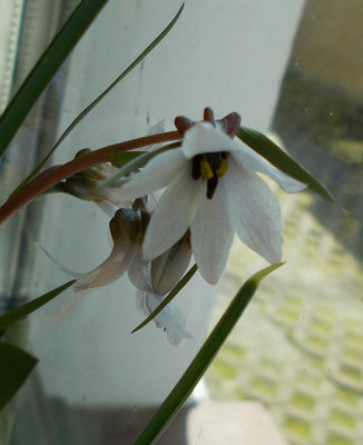 DSCN3677_Fritillaria_stenanthera.jpg