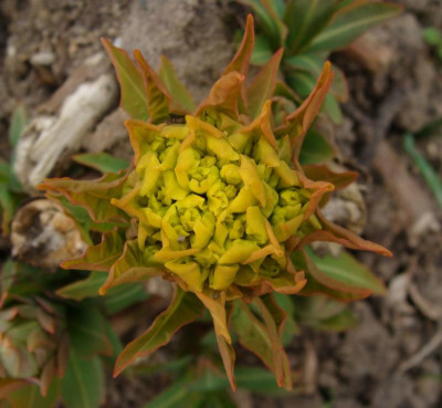 Euphorbia fragifera22Austrieb.jpg