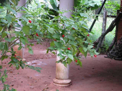 Manzano_rojo.JPG