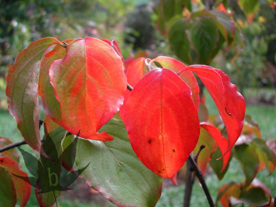 cornus_kousa_satomii_aut01.jpg