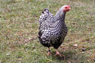 Nachbar-Huhn.jpg
