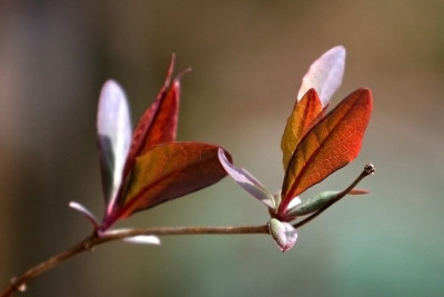 Lonicera-Austrieb.jpg