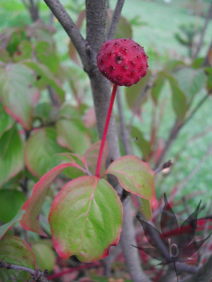 cornus_kousa_satomii_fruit.jpg