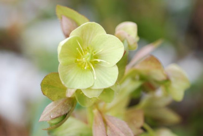 H.sternii_08.jpg