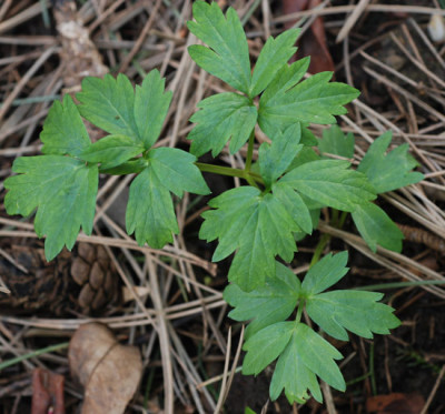 Smyrnium-perfoliatum-Saeml-2.jpg