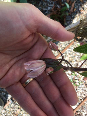 01_Clematis_armandii_Knospen.JPG