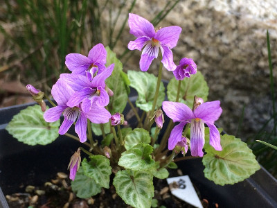 2022-03-24 Viola selkirkii variegata.jpg